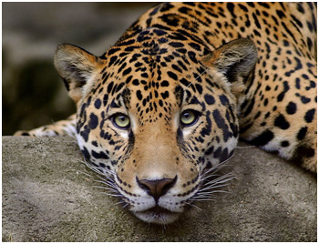 Leopard - EJWebsite